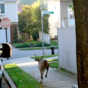 How Disney Propelled the Need for Deer Management in New York City